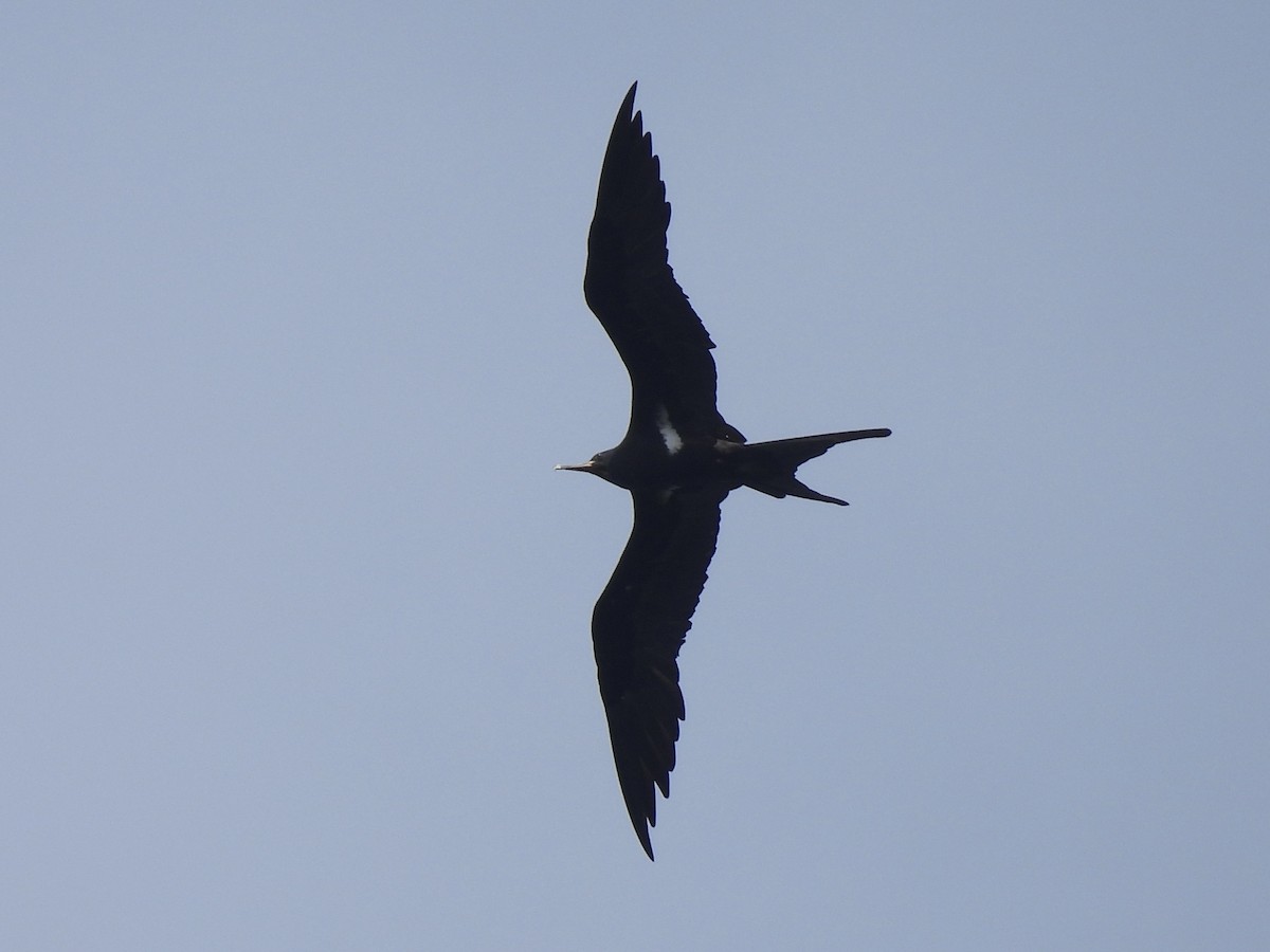 Lesser Frigatebird - ML644018583