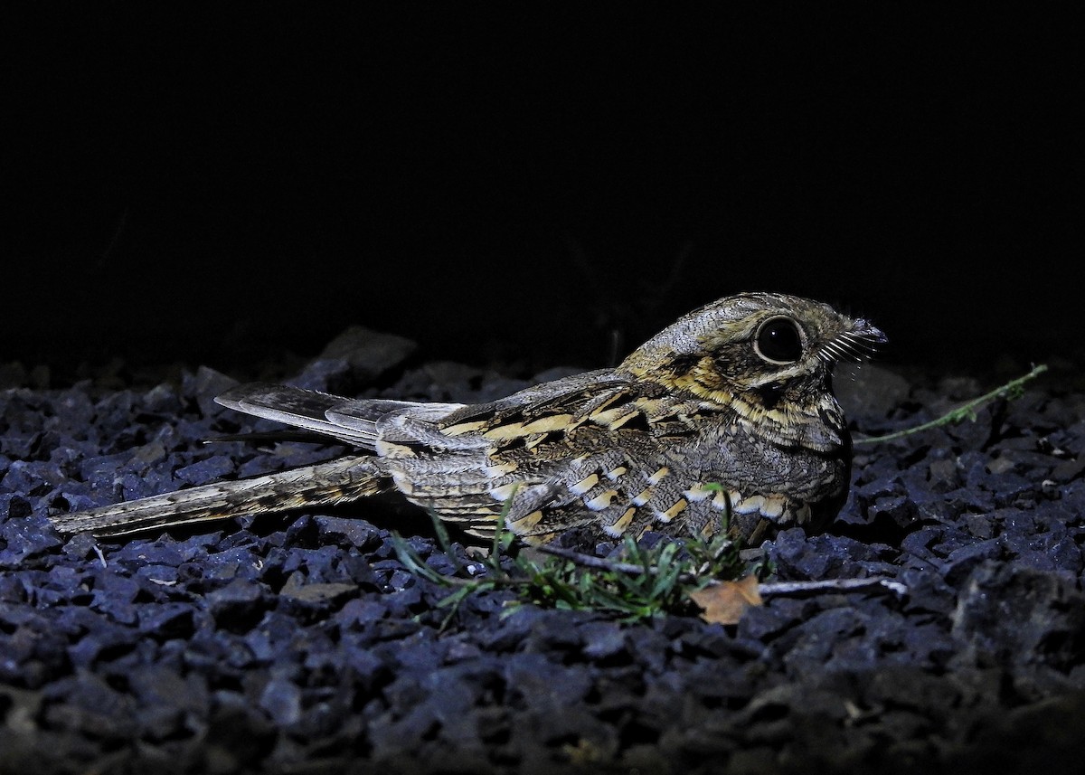 Hint Çobanaldatanı - ML644018584