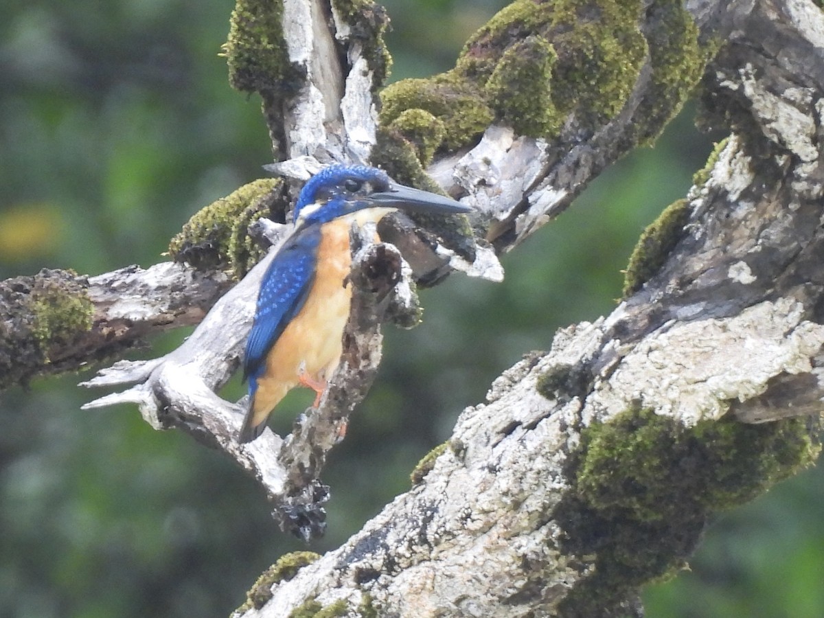 isfugl - ML644018586