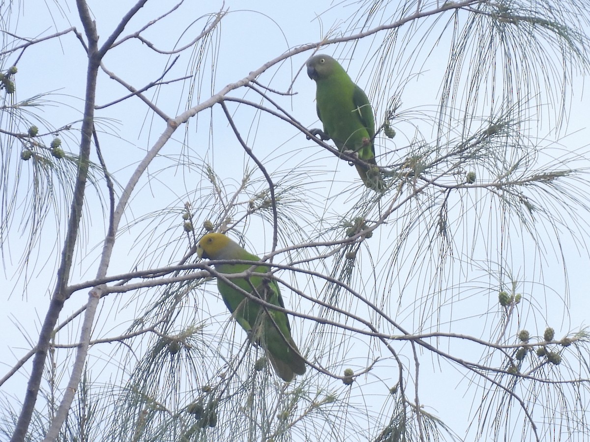 Желтоголовый жоффруа - ML644018590