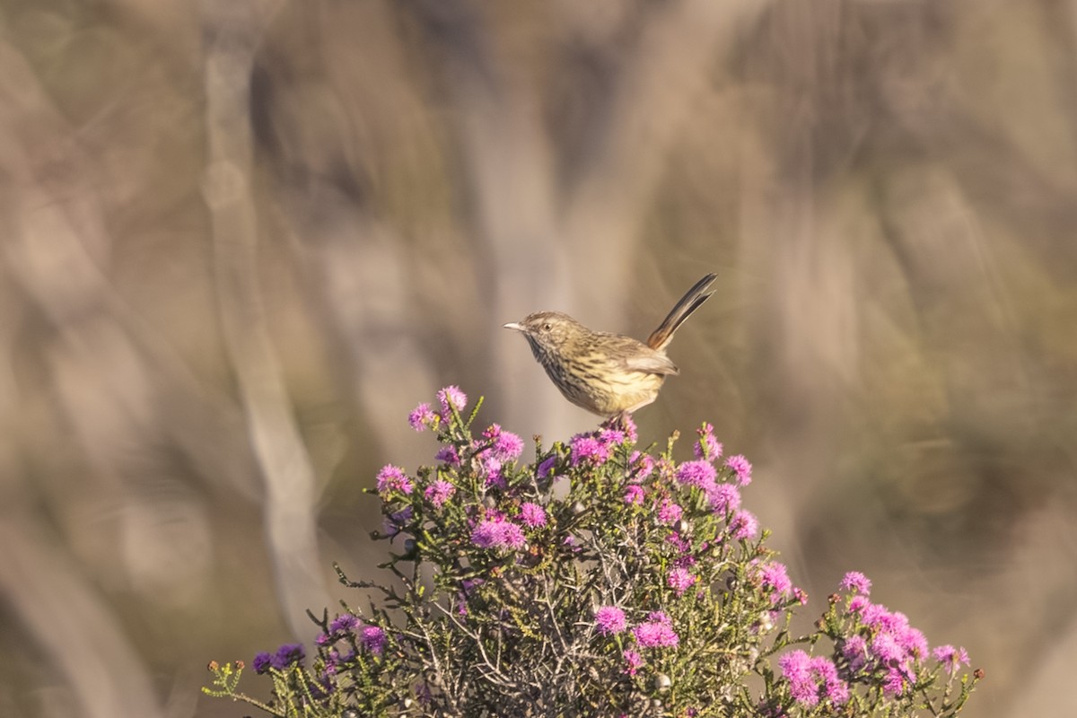 Western Fieldwren - ML644018594