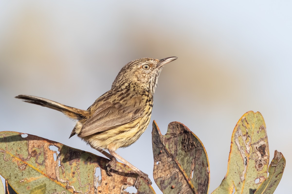 Western Fieldwren - ML644018595