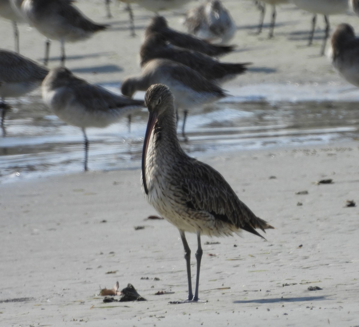 Far Eastern Curlew - Maylene McLeod