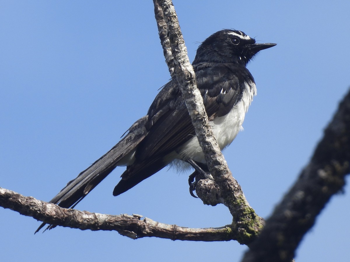 gallaviftestjert - ML644018605