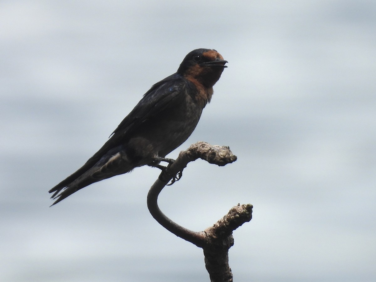 Pacific Swallow - ML644018609