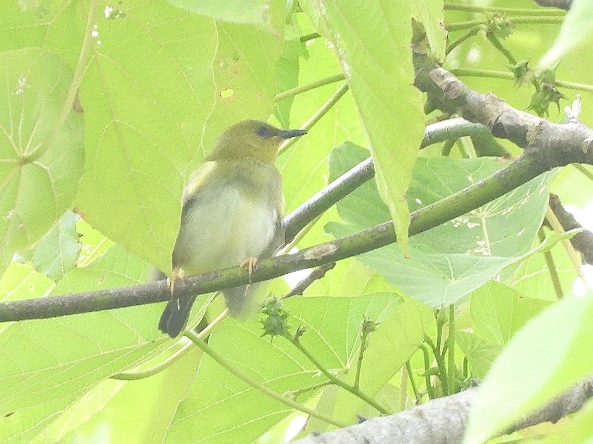 rendovabrillefugl - ML644018611