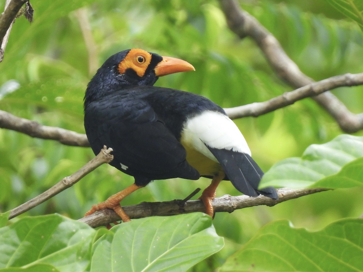 gullmaskestær - ML644018614