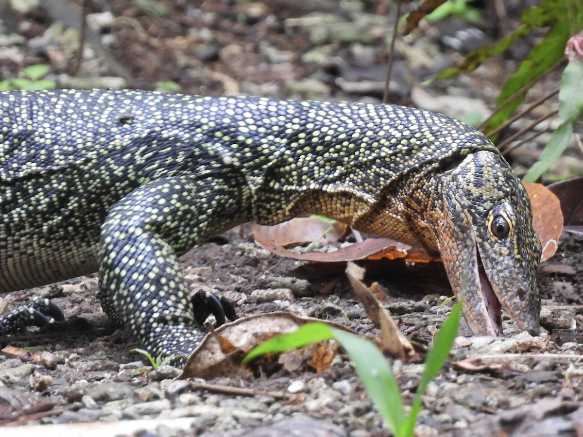 Mangrove Monitor - ML644018616