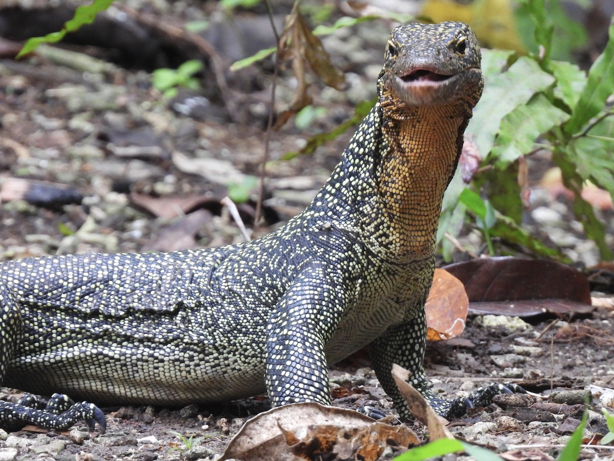 Mangrove Monitor - ML644018617