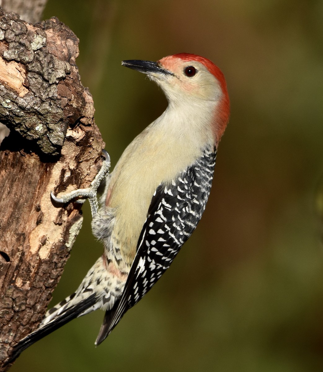 Red-bellied Woodpecker - ML644018641