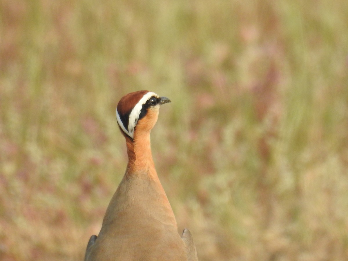 Indian Courser - ML644018649