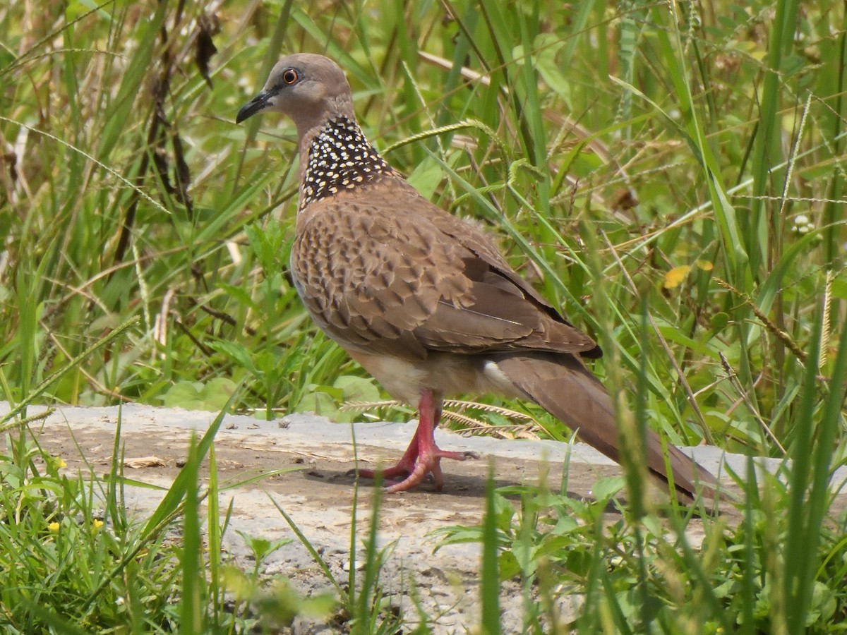 Spotted Dove - ML644018666