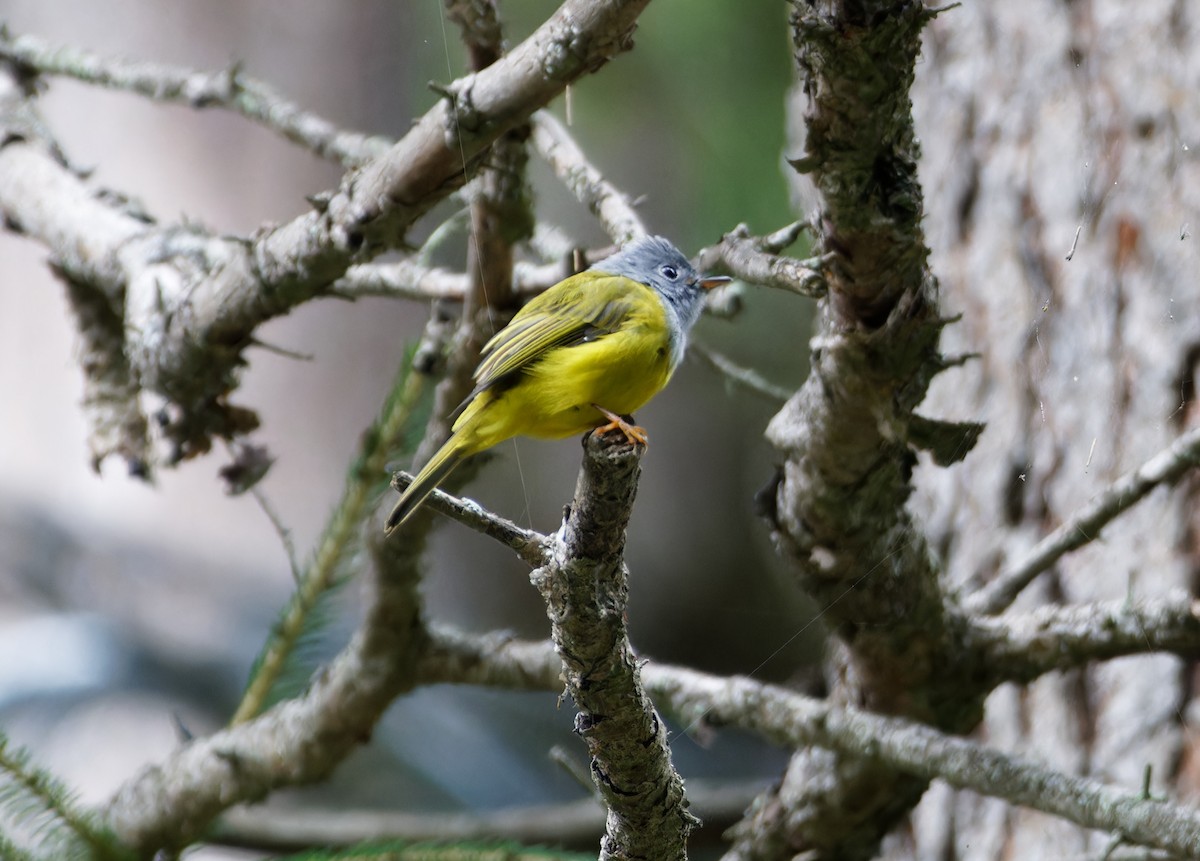 Gray-headed Canary-Flycatcher - ML644018692