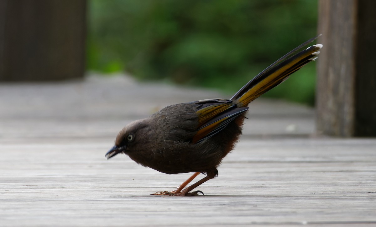 カキハガビチョウ - ML644018699