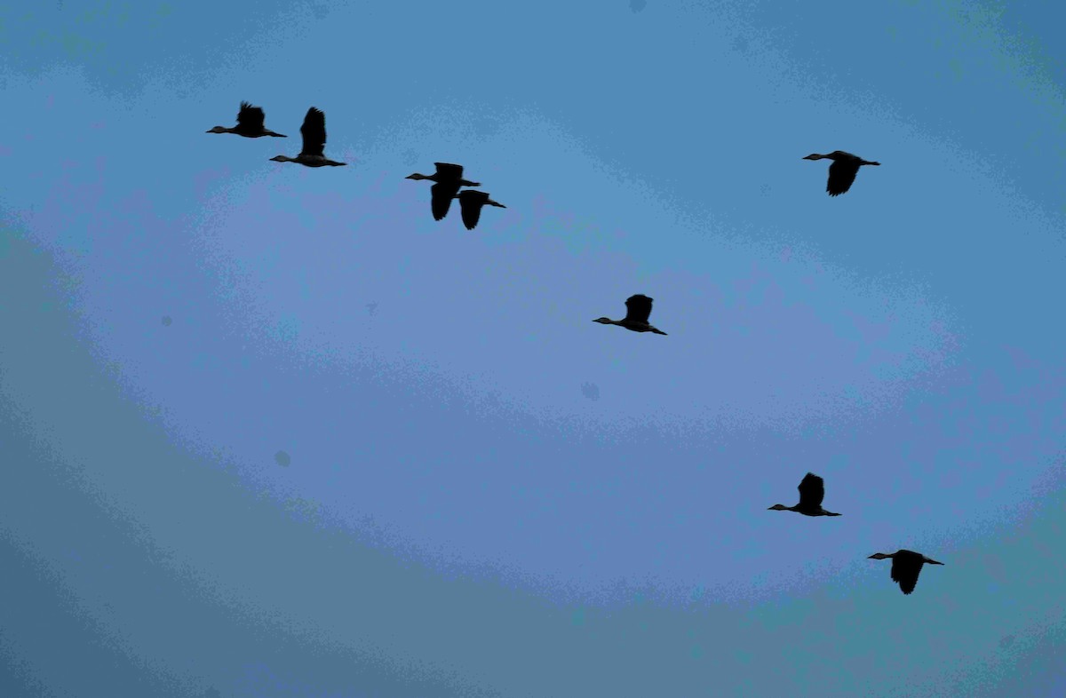 Dendrocygne siffleur - ML644018717