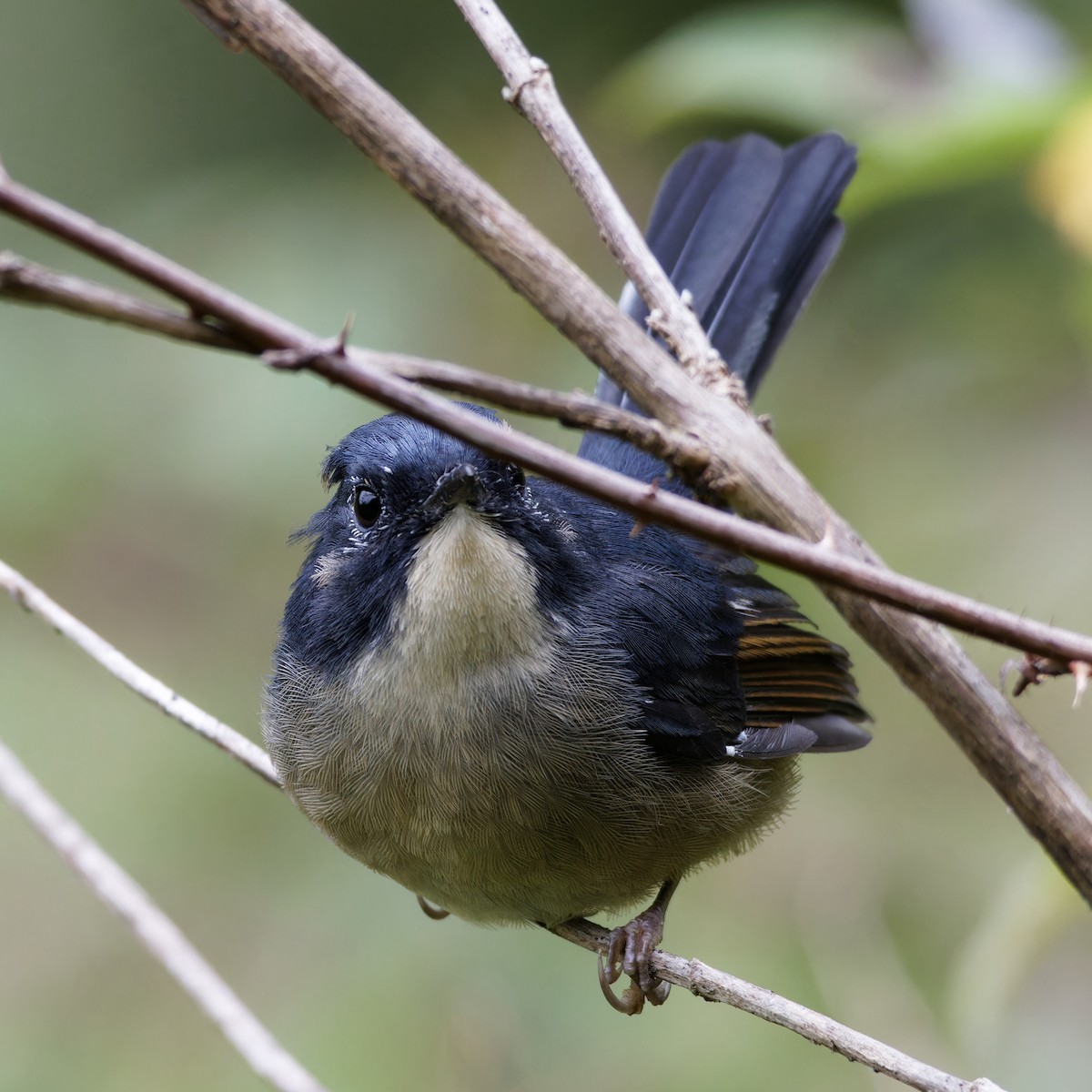 Slaty-blue Flycatcher - ML644018718