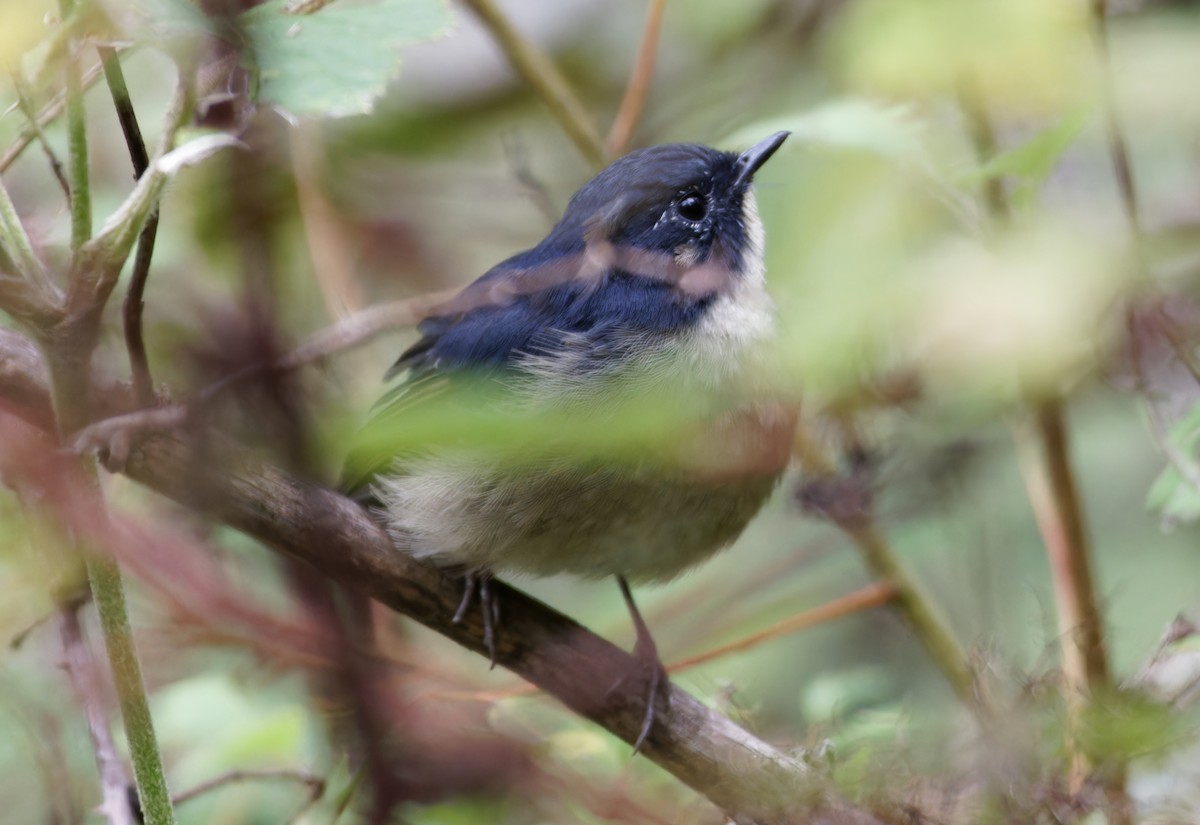 Slaty-blue Flycatcher - ML644018719
