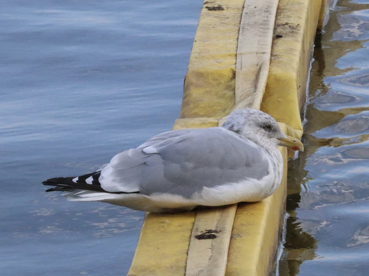 American Herring Gull - ML644018741