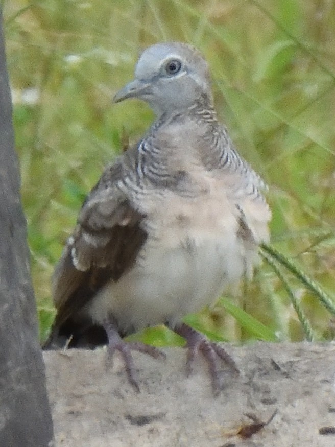 Zebra Dove - ML644018746