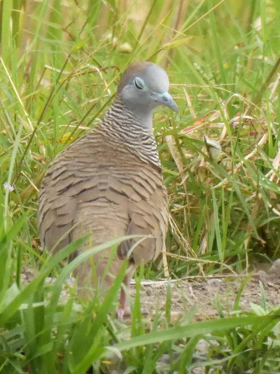 Zebra Dove - ML644018747