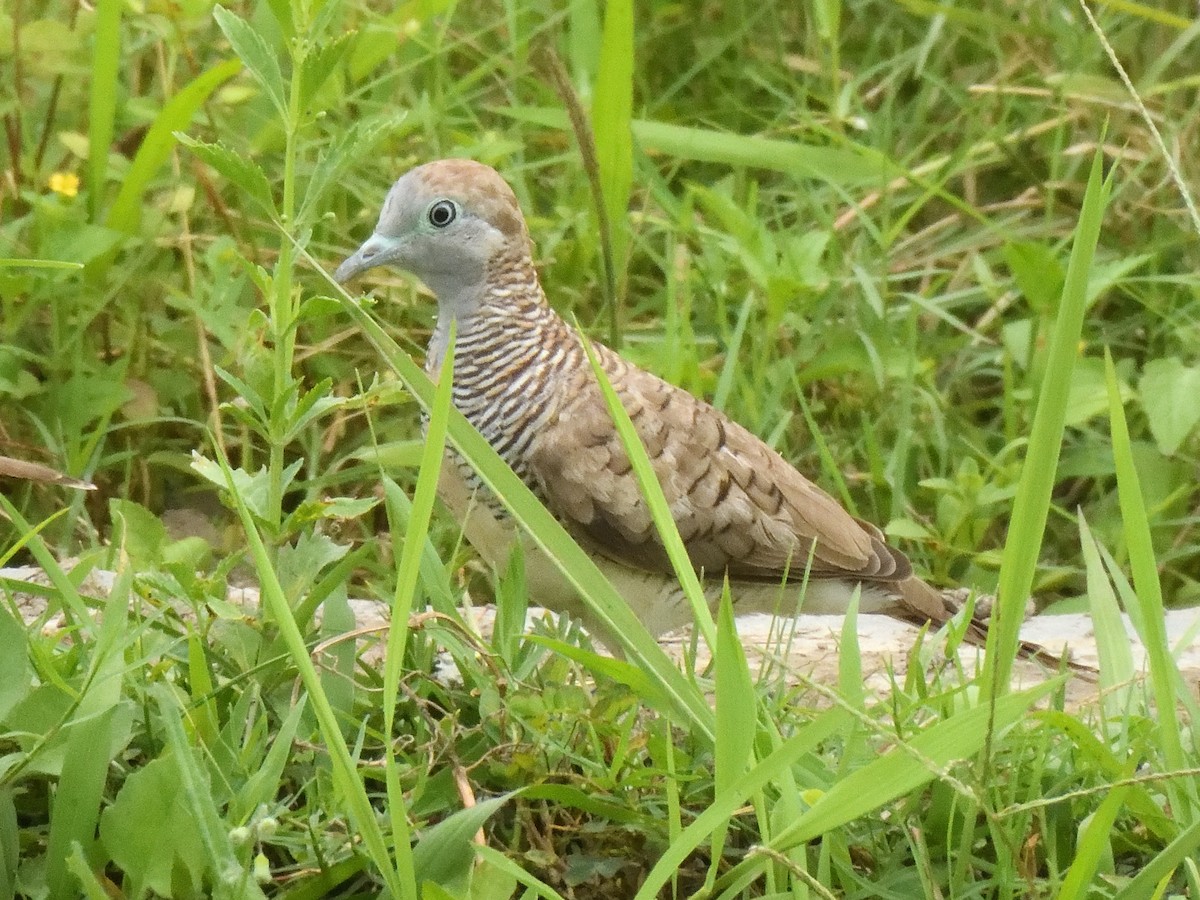 Zebra Dove - ML644018748