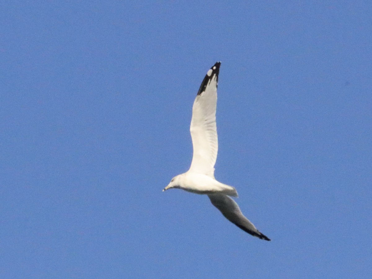 Ring-billed Gull - ML644018750