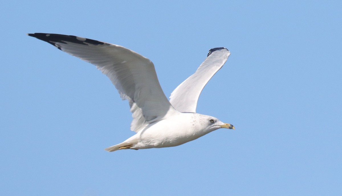 Ring-billed Gull - ML644018776