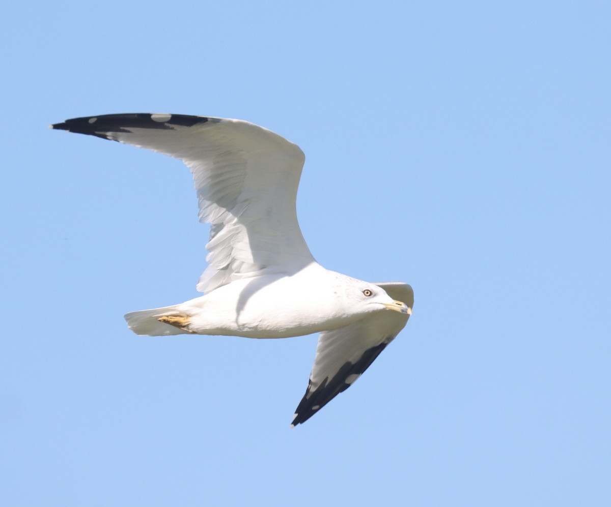 Ring-billed Gull - ML644018782