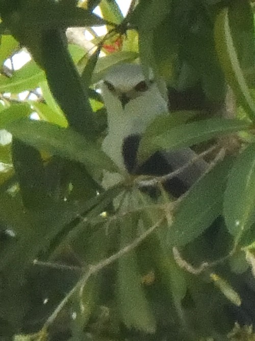 Black-winged Kite - ML644018797