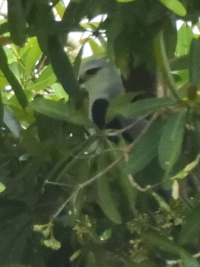 Black-winged Kite - ML644018798