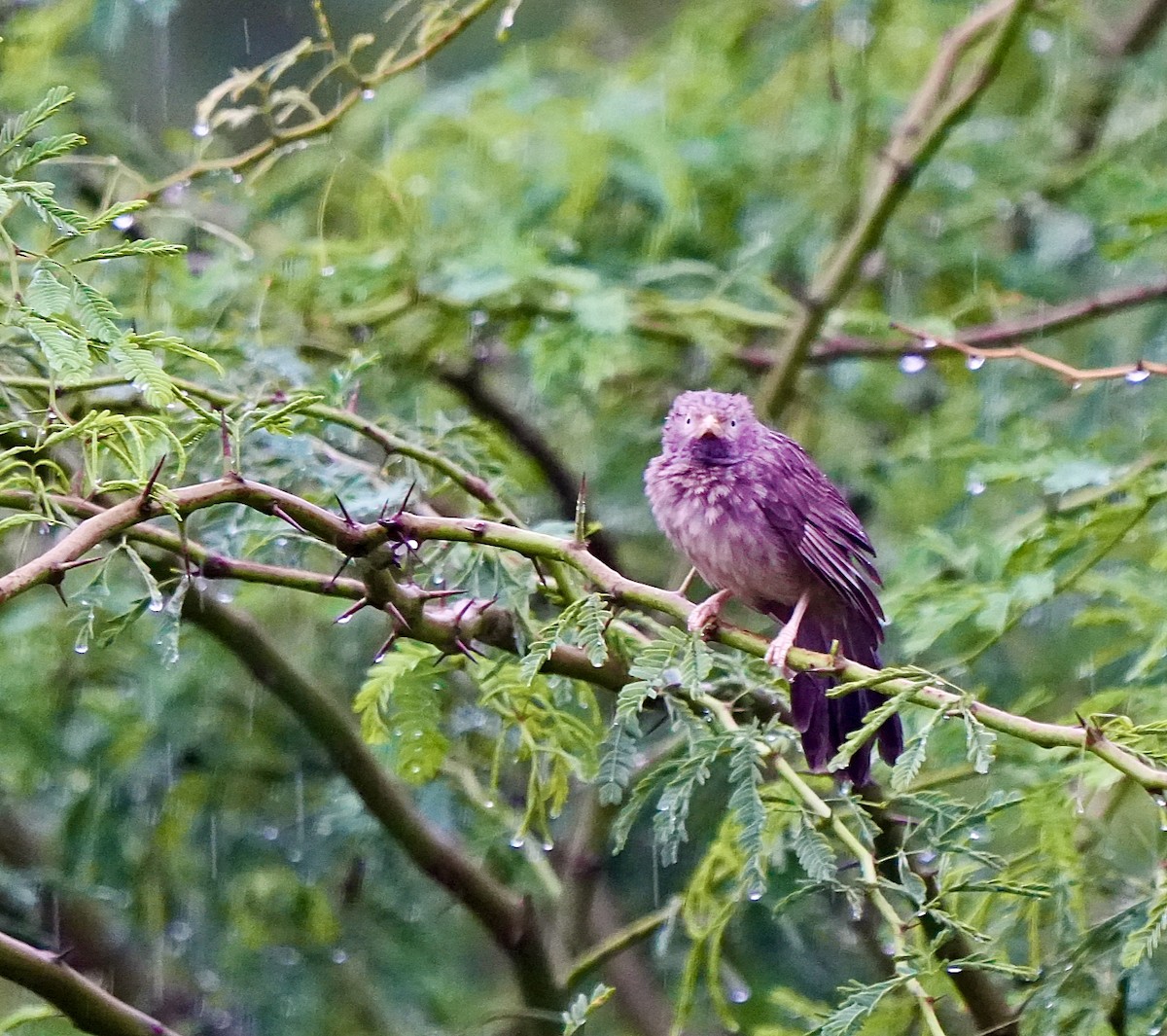 Yellow-billed Babbler - ML644018799