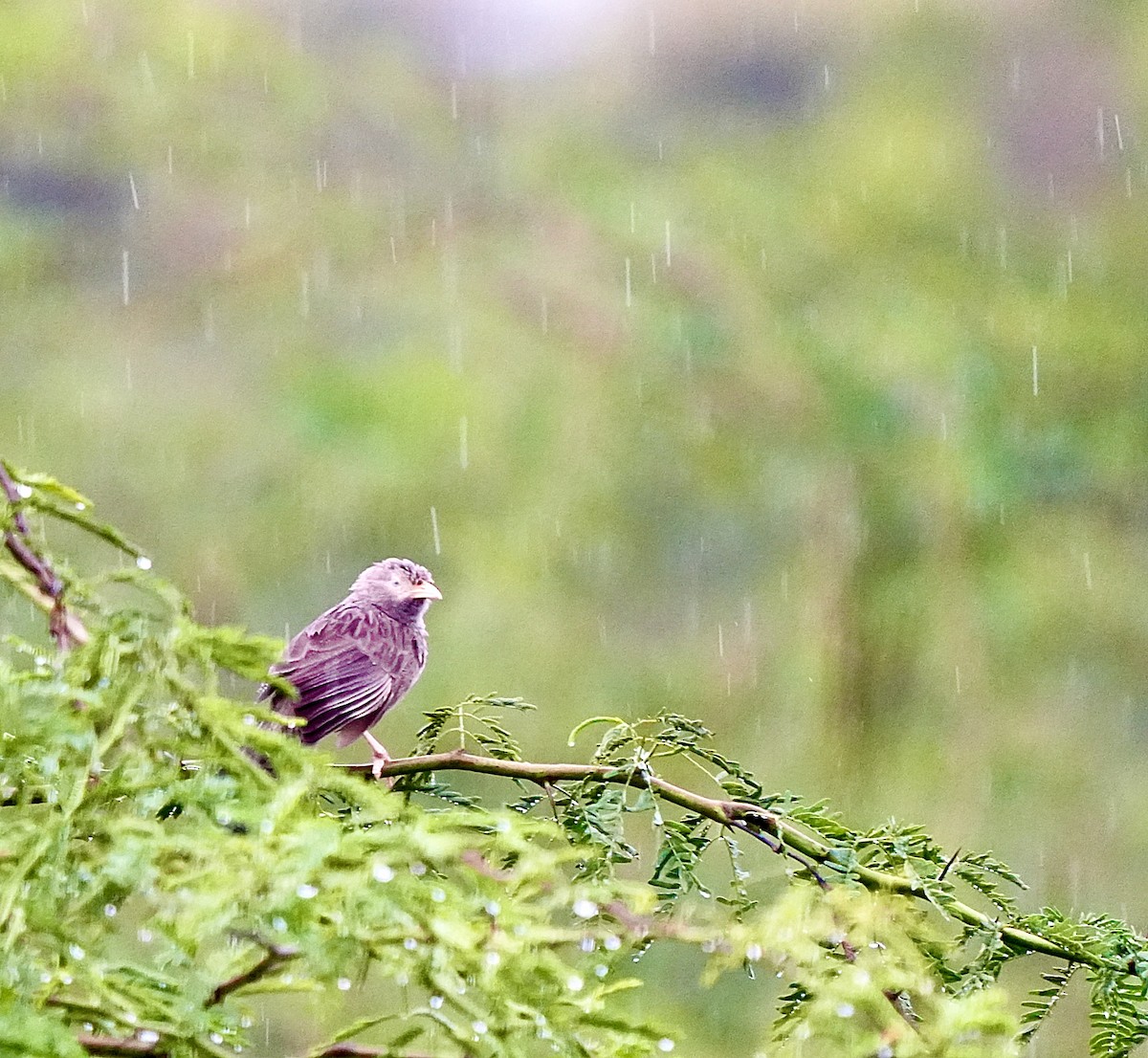 Yellow-billed Babbler - ML644018800