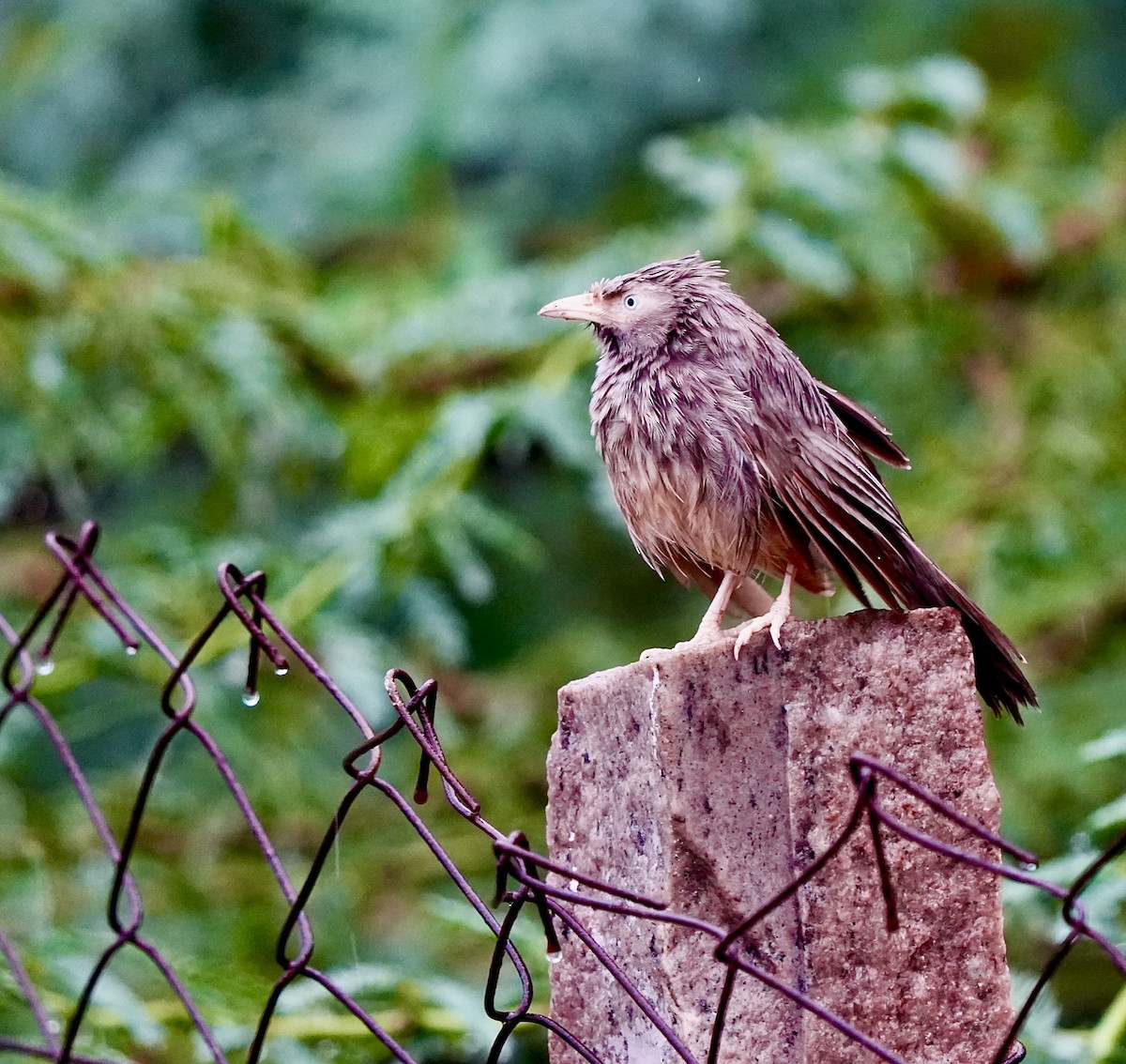 Yellow-billed Babbler - ML644018801