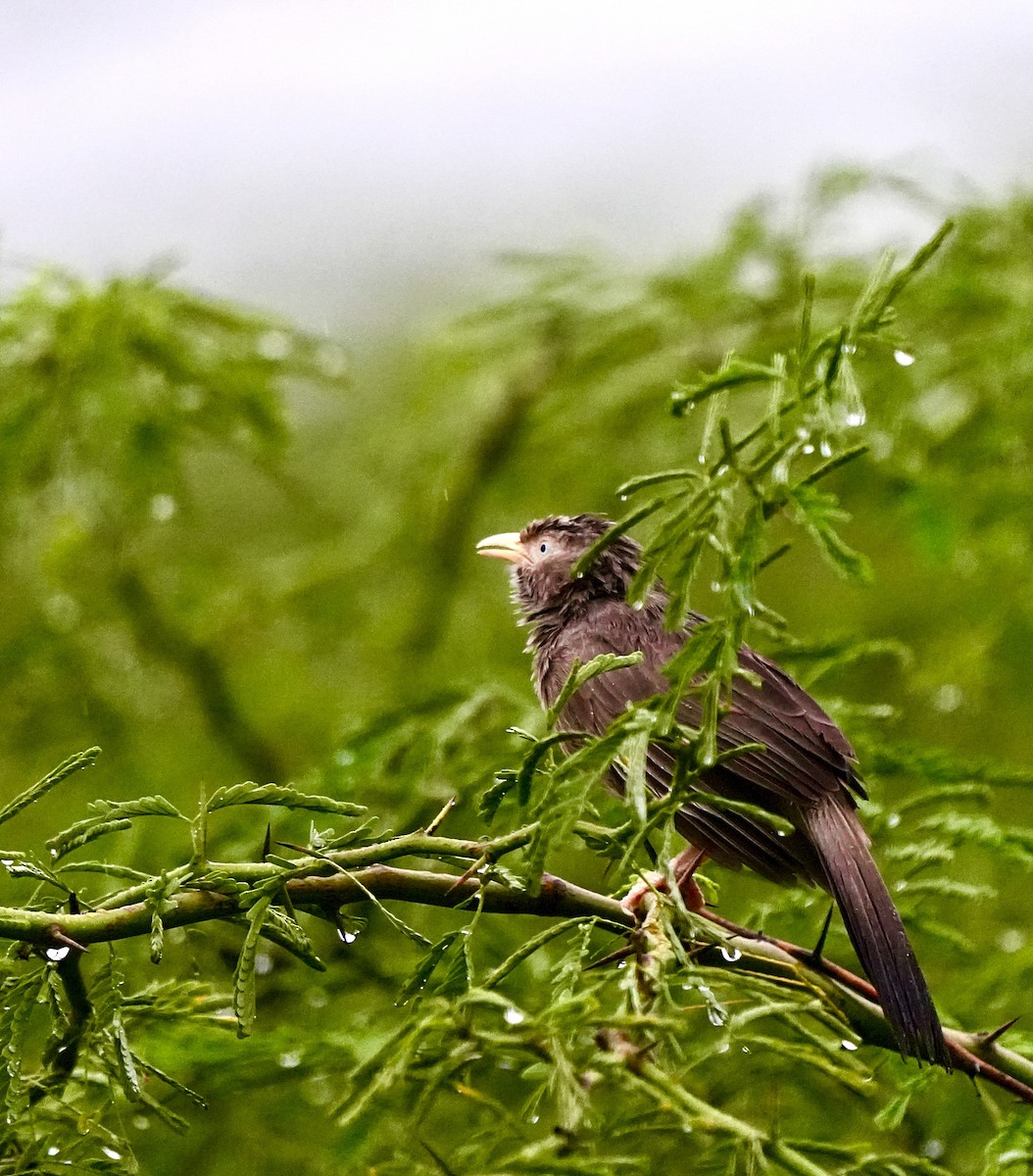 Yellow-billed Babbler - ML644018802