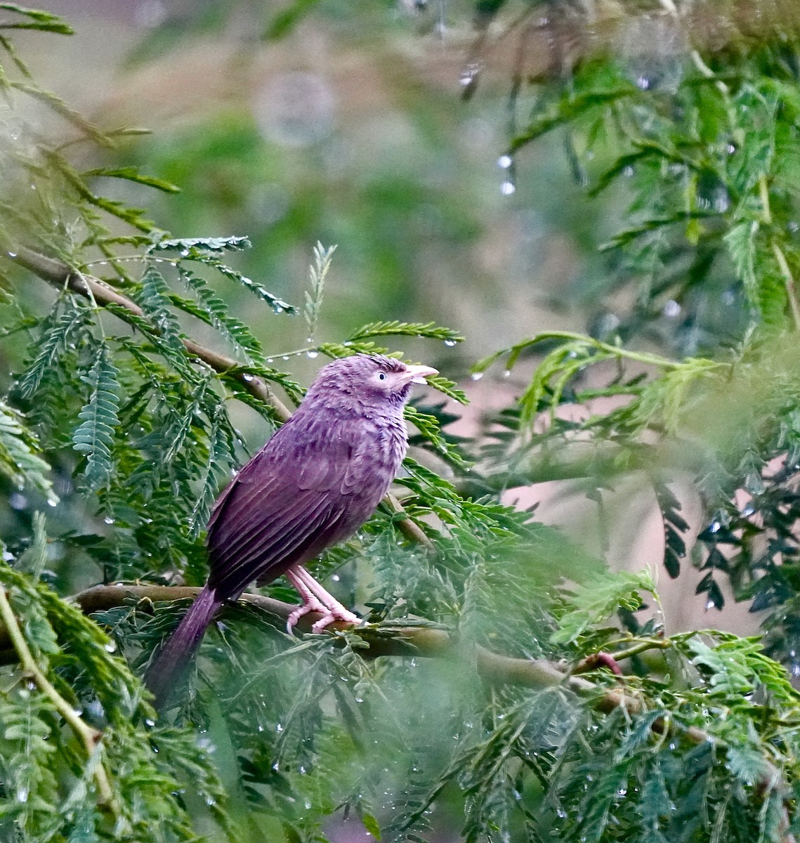 Yellow-billed Babbler - ML644018803