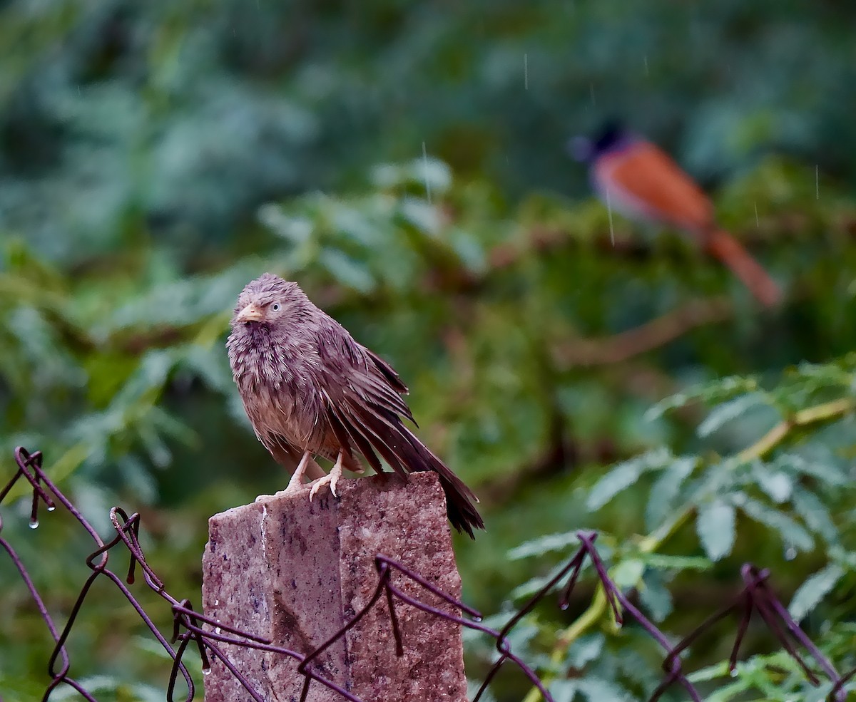Yellow-billed Babbler - ML644018804
