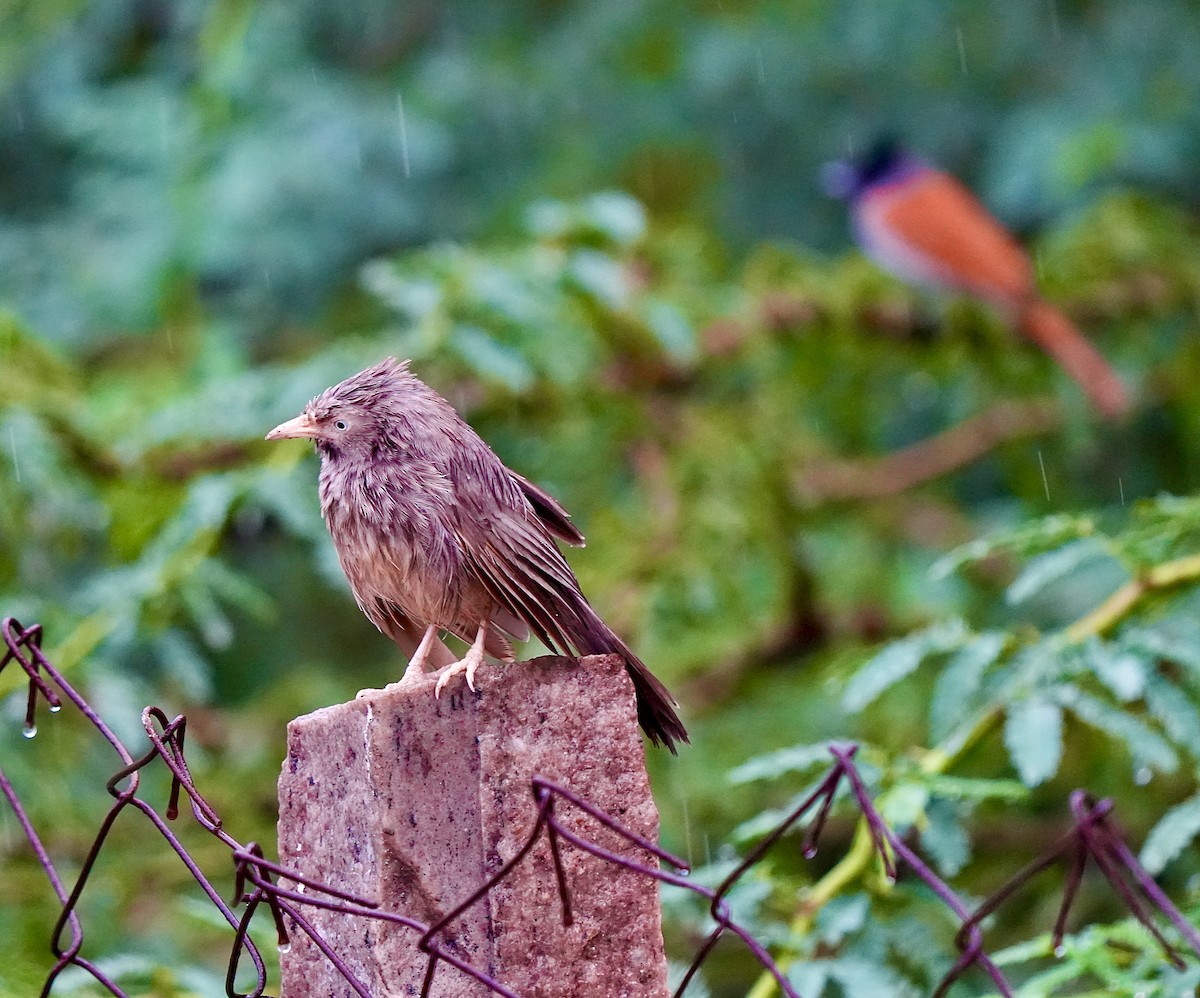 Yellow-billed Babbler - ML644018805