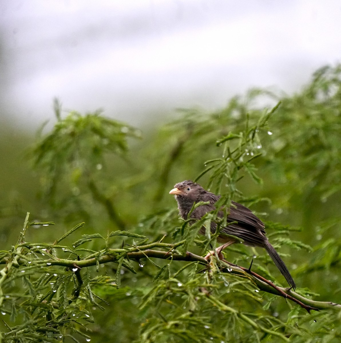 Yellow-billed Babbler - ML644018806