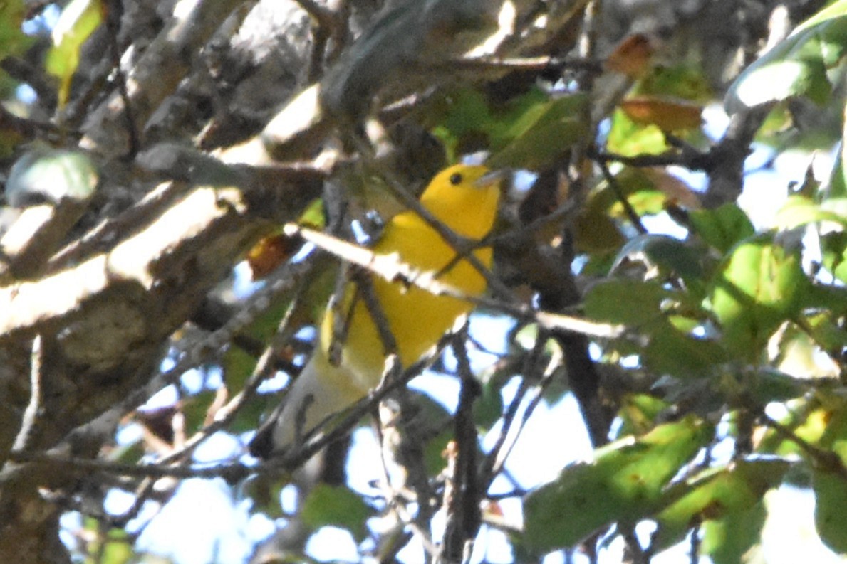 Prothonotary Warbler - ML644018819