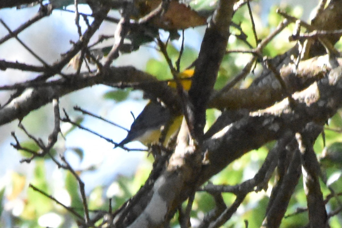Prothonotary Warbler - ML644018820