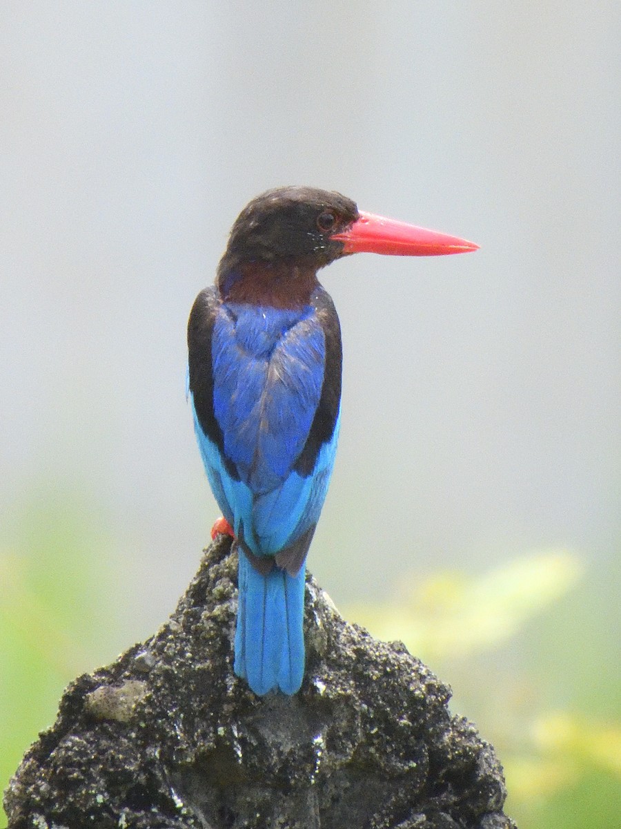 Javan Kingfisher - ML644018821