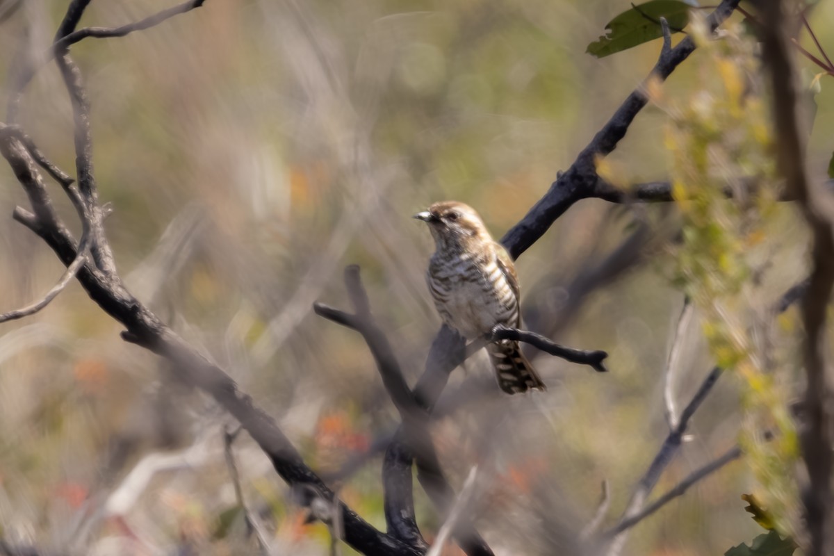 Horsfield's Bronze-Cuckoo - ML644018823