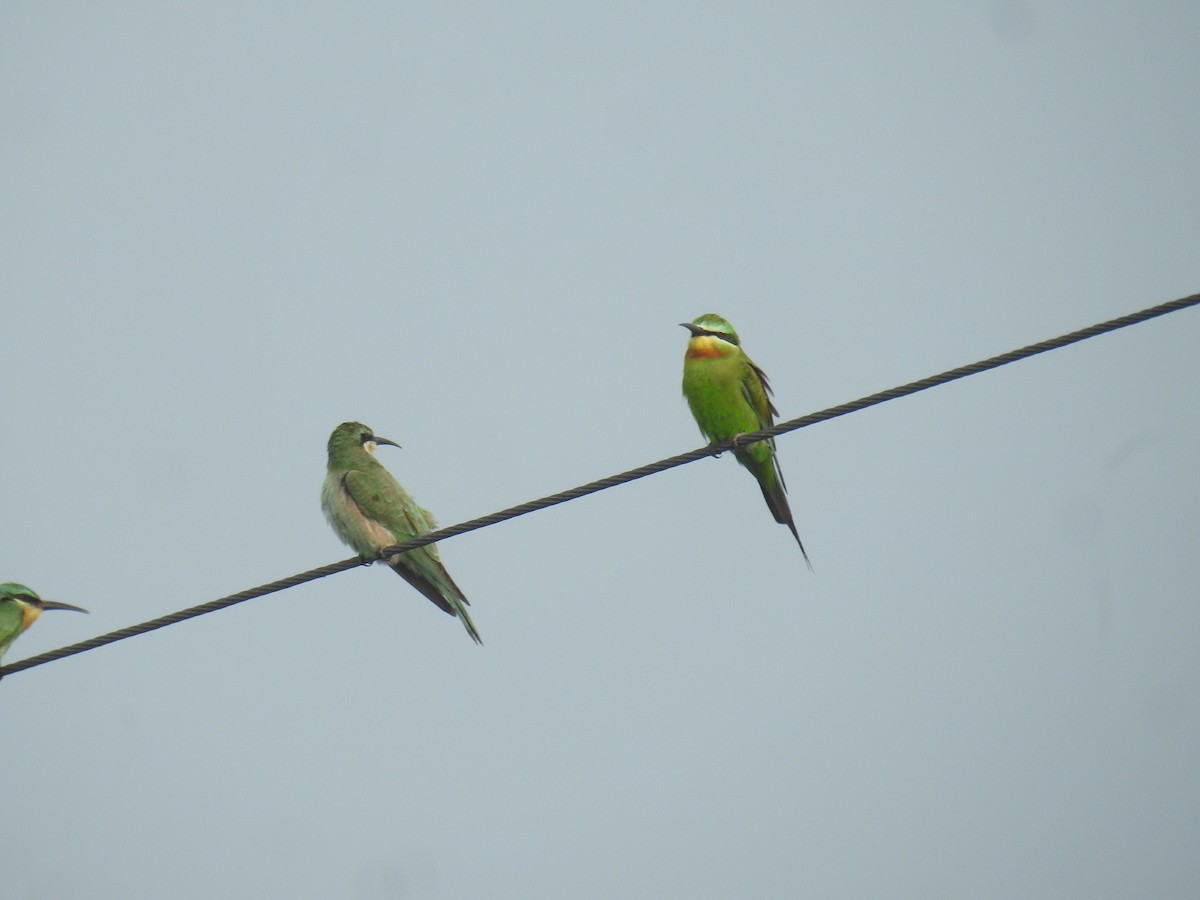 Blue-cheeked Bee-eater - ML644018830