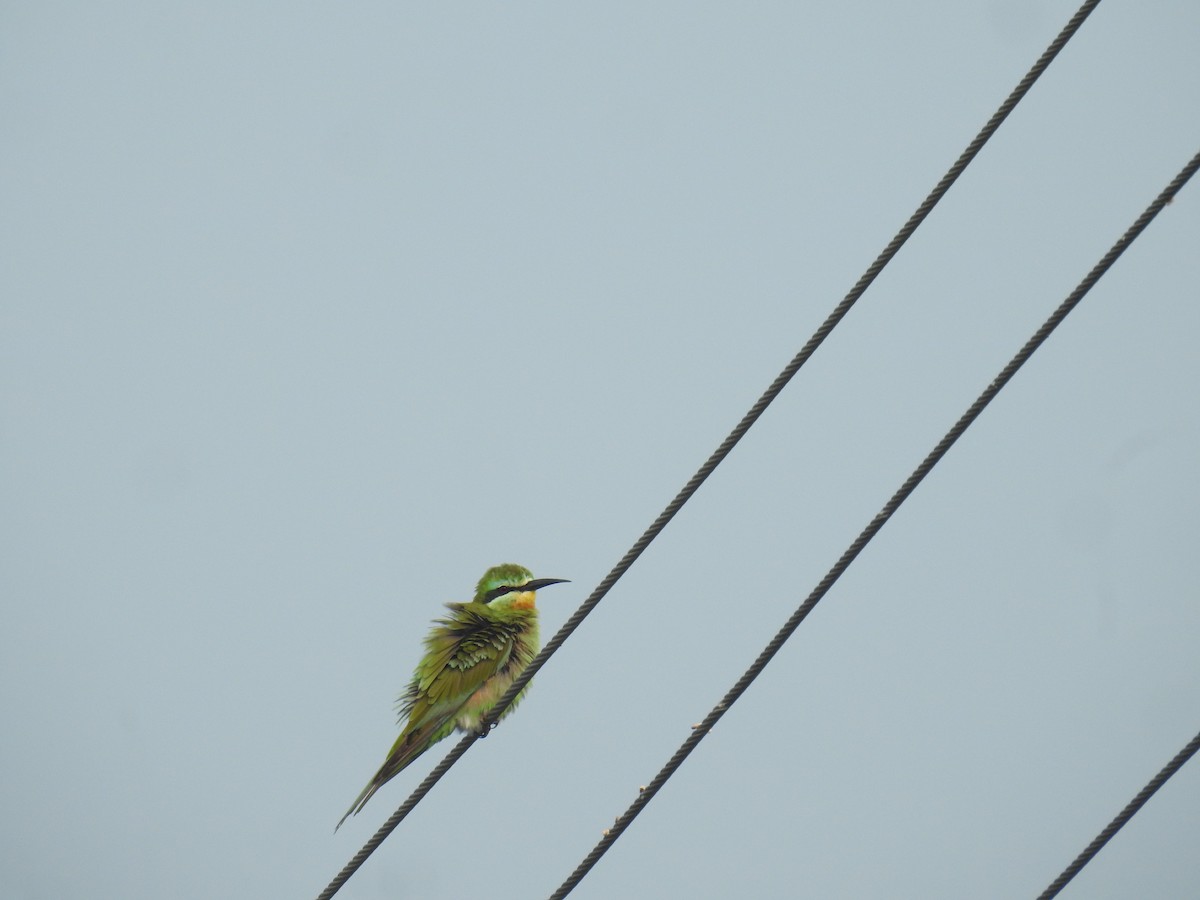 Blue-cheeked Bee-eater - ML644018831