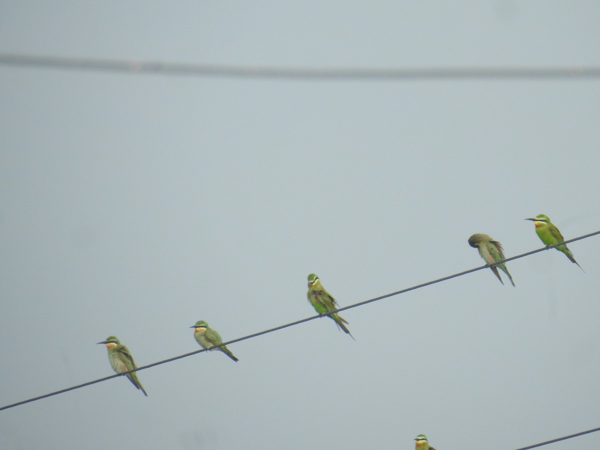 Blue-cheeked Bee-eater - ML644018835