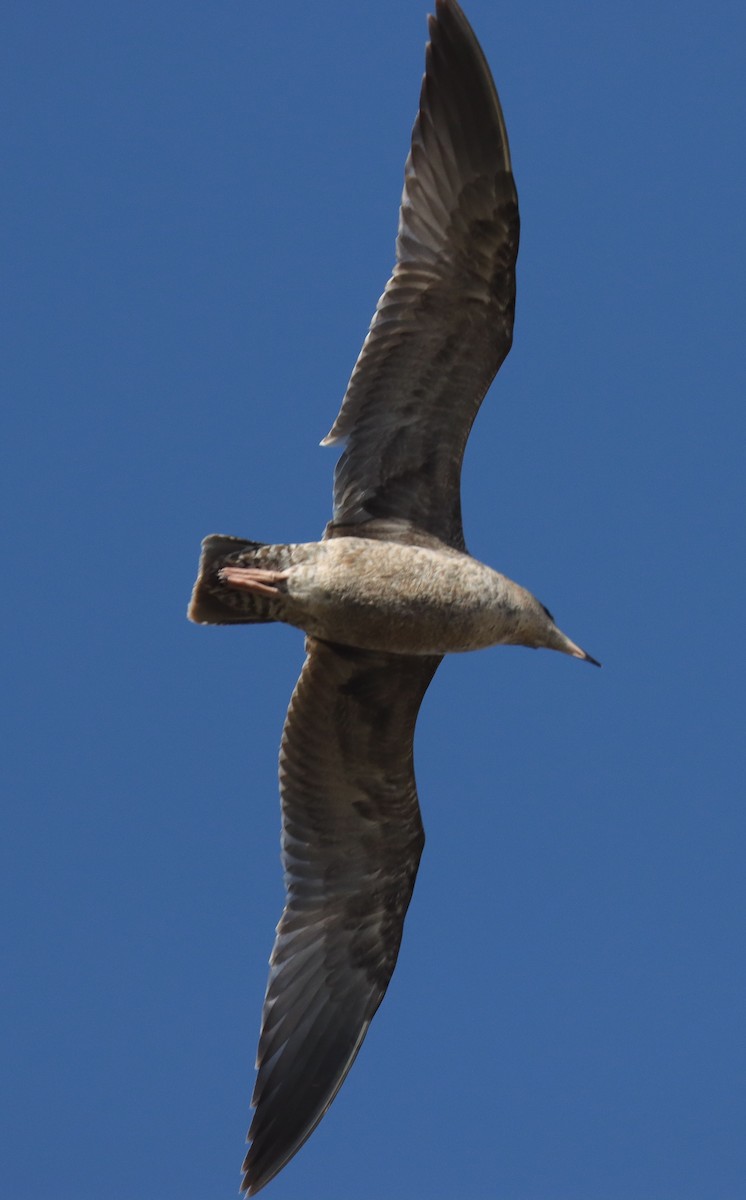 American Herring Gull - ML644018854