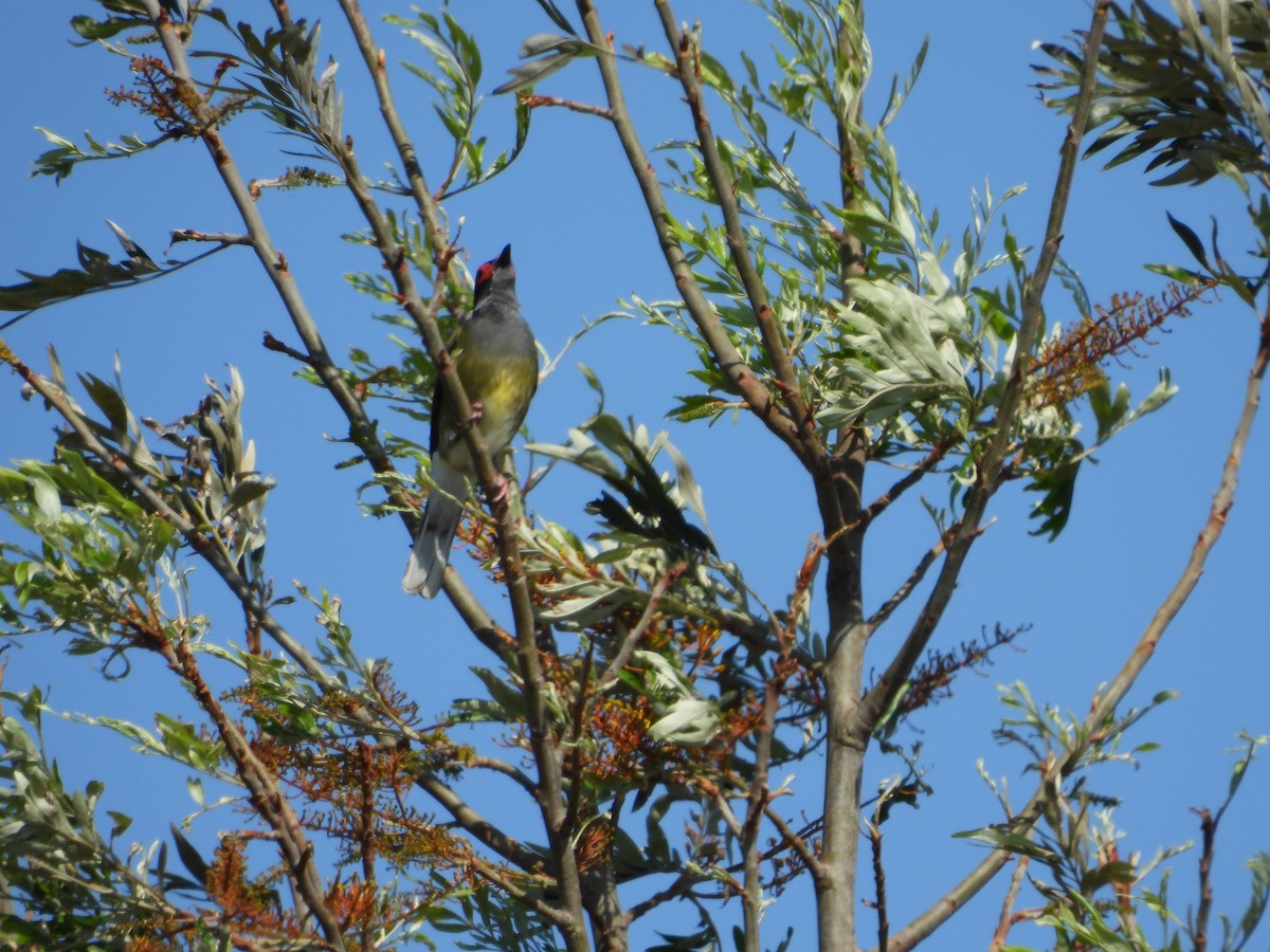 Australasian Figbird - ML644018885