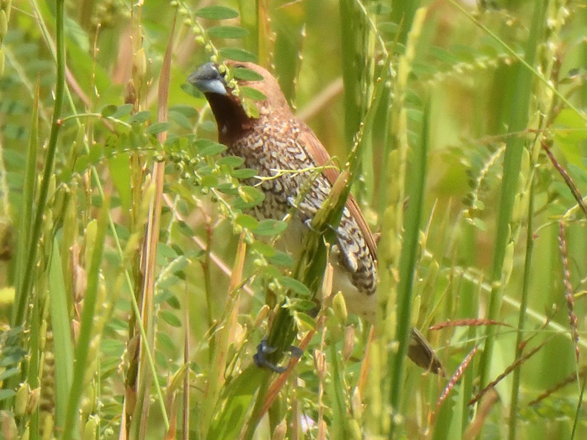 Scaly-breasted Munia - ML644018894