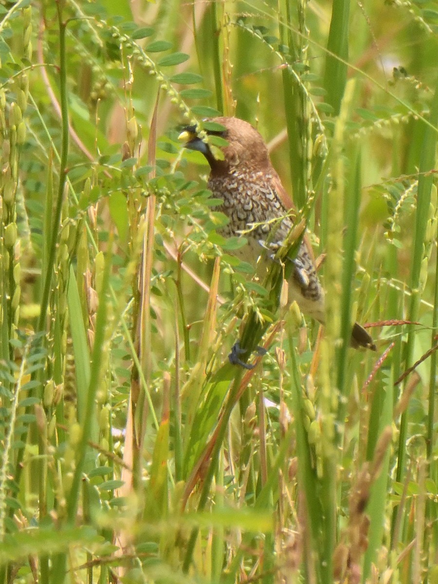 Scaly-breasted Munia - ML644018895