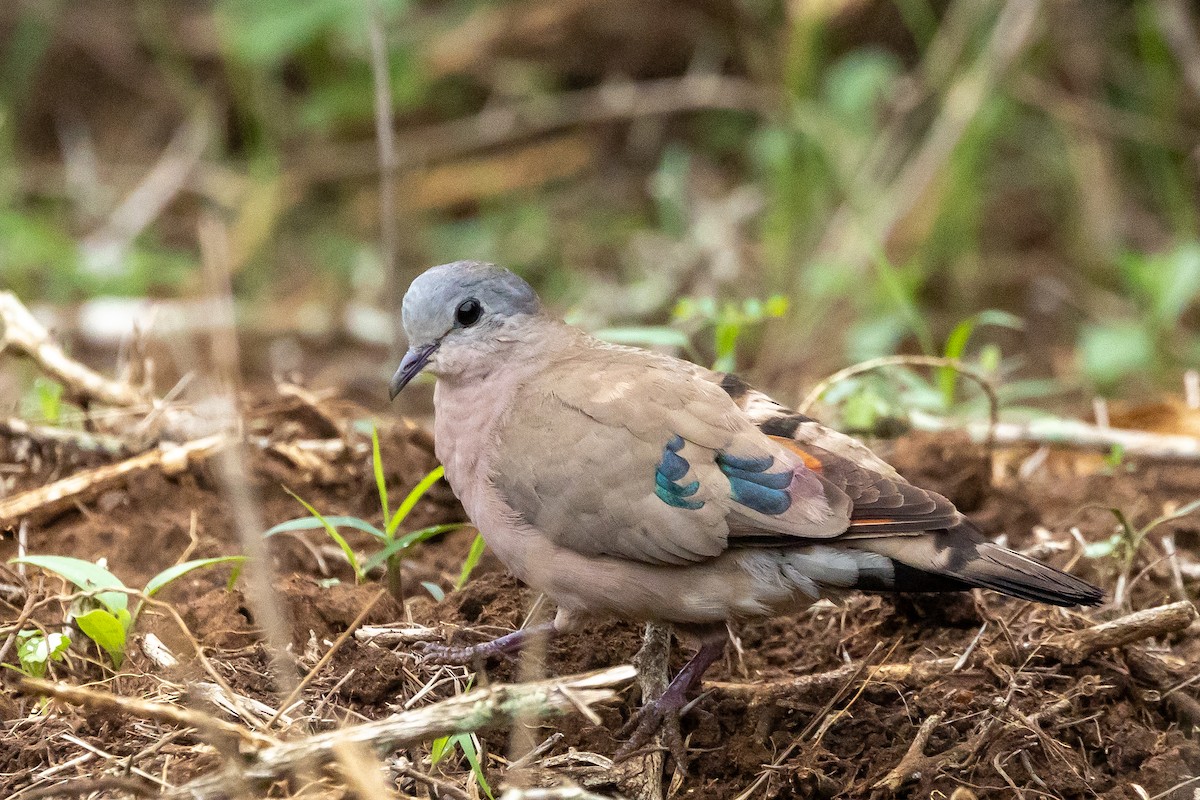 Emerald-spotted Wood-Dove - ML644018917